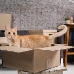 How To Move Cats Across Country